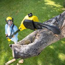 Tree and Shrub Care in Louisville, MS