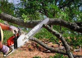 Best Emergency Tree Removal  in Louisville, MS