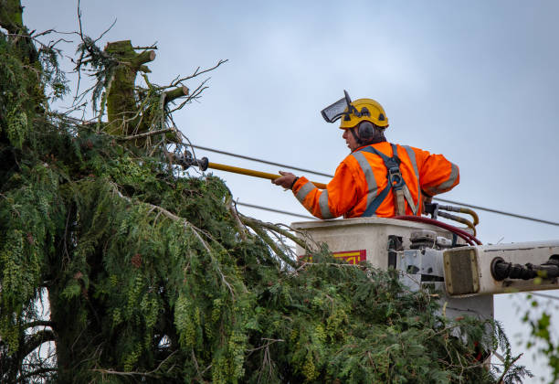 Trusted Louisville, MS Tree Care Experts