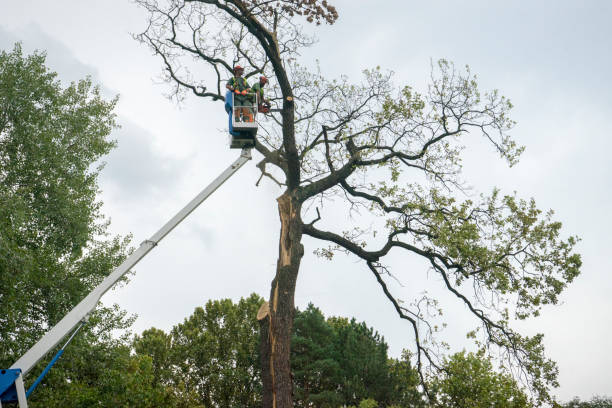 How Our Tree Care Process Works  in  Louisville, MS